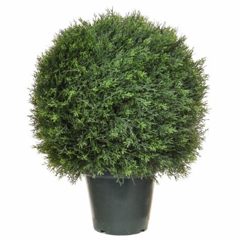 Tree Locate Cedar Ball Bush